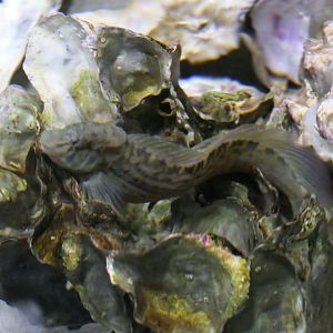 Muzzled Blenny (Omobranchus punctatus)