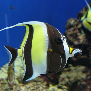 Moorish Idol (Zanclus cinerascens)