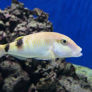 Manybar Goatfish (Parupeneus multifasciatus)