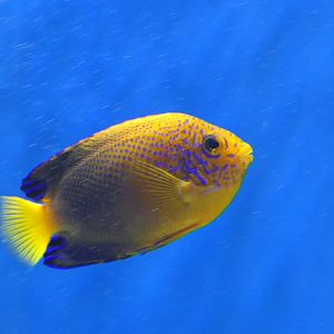 Japanese Pygmy Angelfish (Centropyge interrupta)