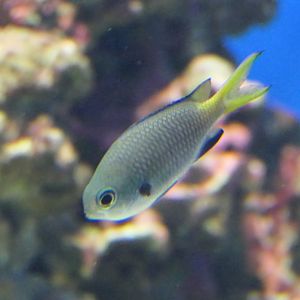 Northern Yellow-spotted Chromis (Chromis yamakawai)