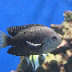 Nagasaki Damsel (Pomacentrus nagasakiensis)