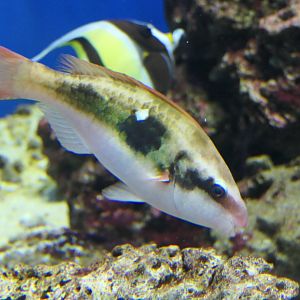 Forsten's Parrotfish (Scarus forsteni)