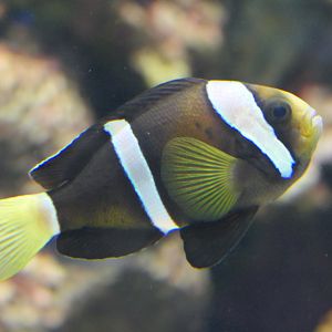 Clark's Anemonefish (Amphiprion clarkii species complex)