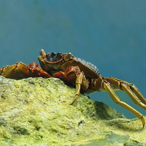 Natal Lightfoot Crab (Grapsus tenuicrustatus)