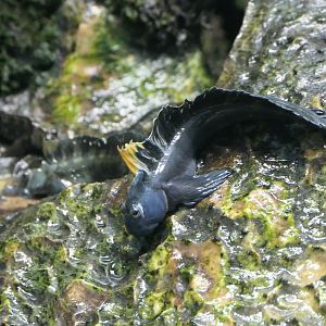 Ogasawara Leaping Blenny (Alticus orientalis)