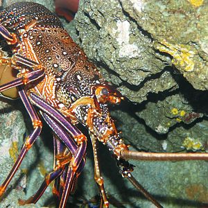 Ogasawara Spiny Lobster (Panulirus brunneiflagellum)