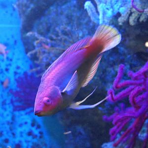 Threadfin Fairywrasse (Cirrhabrus temminckii)