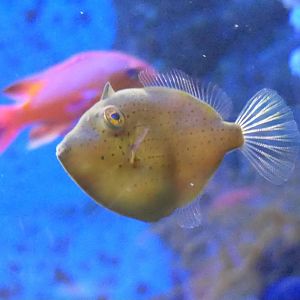 Japanese Inflator Filefish (Brachaluteres ulvarum)