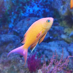 Japanese Anthias (Pseudanthias nobilis)