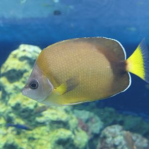 Japanese Butterflyfish (Chaetodon nippon)