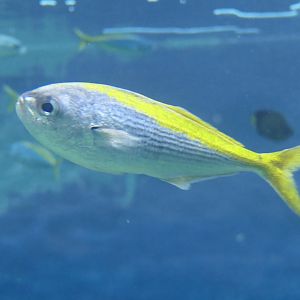 Yellowstriped Butterfish (Labracoglossus argentiventris)