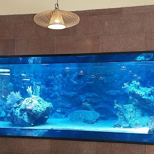 Patagona restaurant - Reef aquarium (25.000 l)