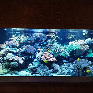 Patagona restaurant - Reef aquarium (6.000 l)