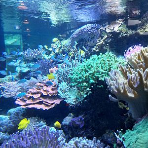 Patagona restaurant - Reef aquarium (6.000 l)