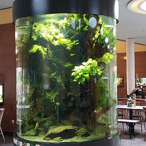 Patagona restaurant - South American river