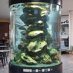 Patagona restaurant - Rainbow fish