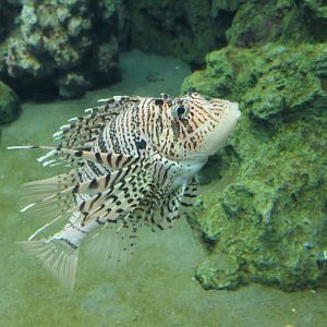 Luna Lionfish (Pterois lunulata)