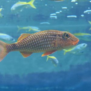 Blacksaddle Goatfish (Parupeneus ciliatus)