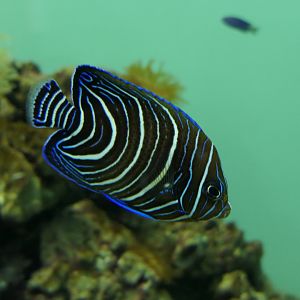 Koran Angelfish (Pomacanthus semicirculatus)