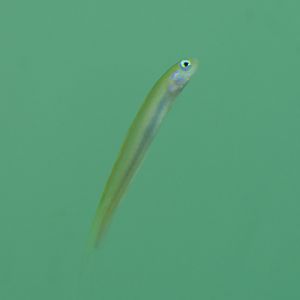 Blue Hana Goby (Ptereleotris hanae)