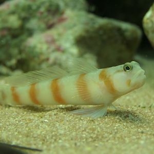 Amblyeleotris japonica