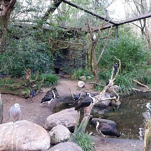 Ibis aviary