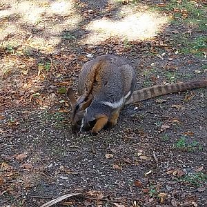 Yellow-footed Rock Wallaby (Petrogale xanthopus xanthopus)