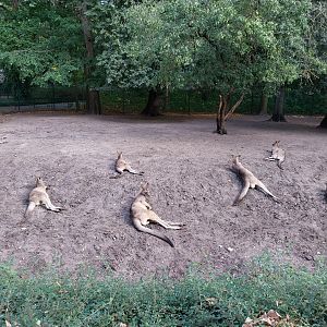 Tasmanian Eastern Grey Kangaroo (Macropus giganteus tasmaniensis)