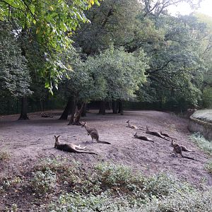 Tasmanian Eastern Grey Kangaroo (Macropus giganteus tasmaniensis)