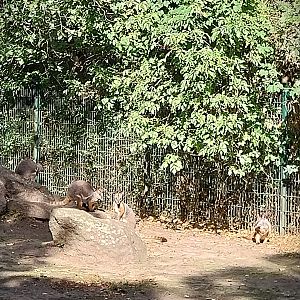 Yellow-footed Rock Wallaby (Petrogale xanthopus xanthopus)