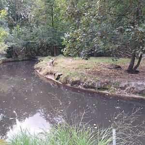 Arabian Striped Hyena (Hyaena hyaena sultana)