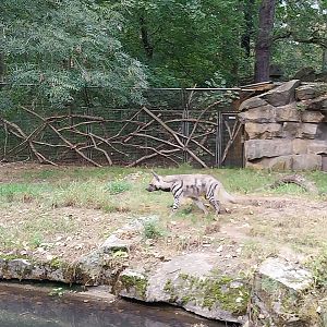 Arabian Striped Hyena (Hyaena hyaena sultana)