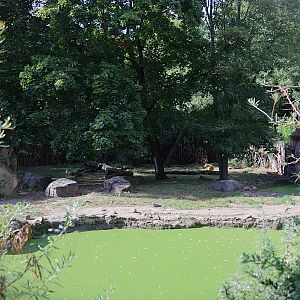 Spotted Hyena (Crocuta crocuta)