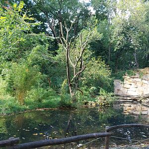 Vari Wald - Lemur island