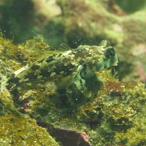 Ocellated Dragonet (Neosynchiropus ocellatus)