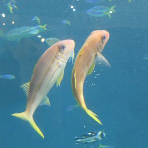 Yellowfin Goatfish (Mulloidichthys vanicolensis)