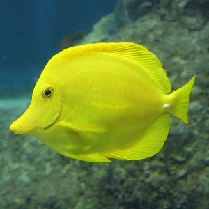 Yellow Tang (Zebrasoma flavescens)