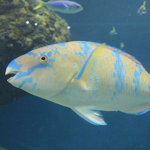 Blue-barred Parrotfish (Scarus ghobban)