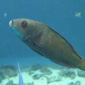 Steephead Parrotfish (Chlorurus microrhinos)
