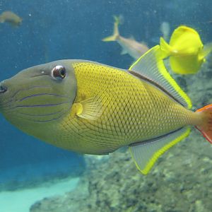 Redtail Triggerfish (Xanichthys mento)