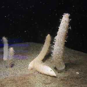 Obese Sea Pen (Cavernularia obesa)