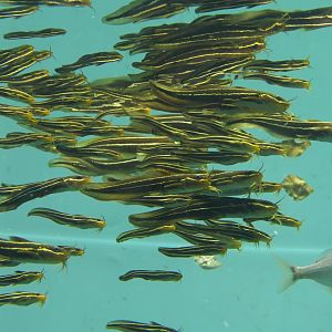 Japanese Striped Eel Catfish