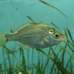 Temminck's Surfperch (Ditrema temminckii pacificum)