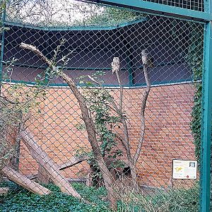 Turkmenian Eagle-owl (Bubo bubo omissus)