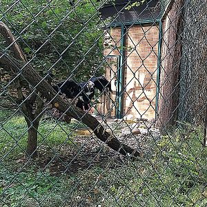 Red-headed Vulture (Sarcogyps calvus)