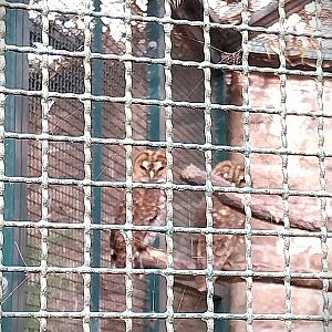 Rusty-barred Owl (Strix hylophila)