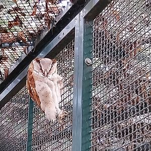 Oriental Bay Owl (Phodilus badius)