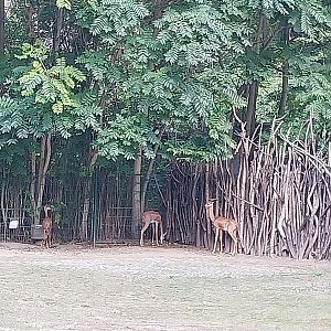 Southern Gerenuk (Litocranius walleri walleri)