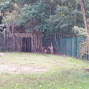 Southern Gerenuk (Litocranius walleri walleri)